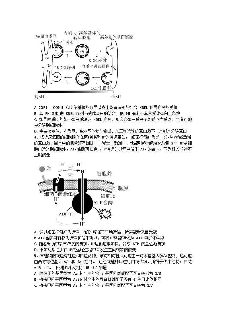 2024安徽省皖东智校协作联盟高三上学期10月联考试题生物含解析02