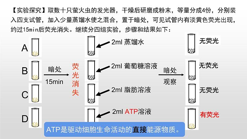 5.2 细胞的能量“货币”ATP 课件2023-2024学年高一上学期生物人教版必修1第4页