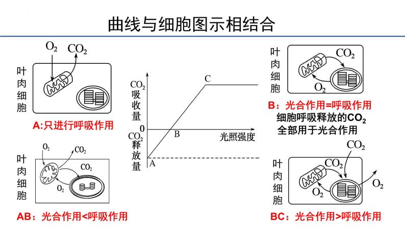 5.4光合作用与能量转化第3课时课件2023-2024学年高一上学期生物人教版必修108