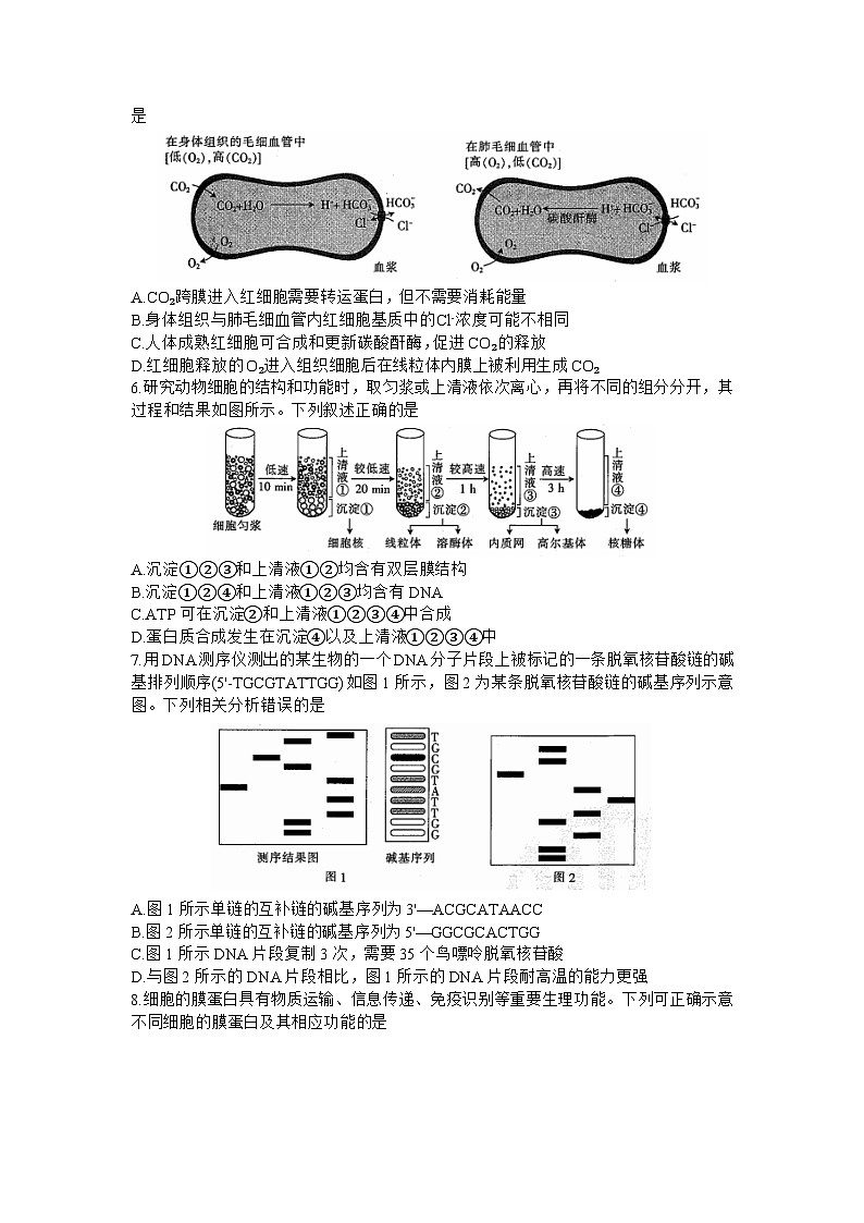 2024届山东省部分学校高三上学期十月联考生物试题及答案02