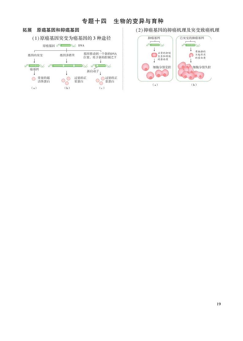 1_专题十四 生物的变异与育种 拓展第1页