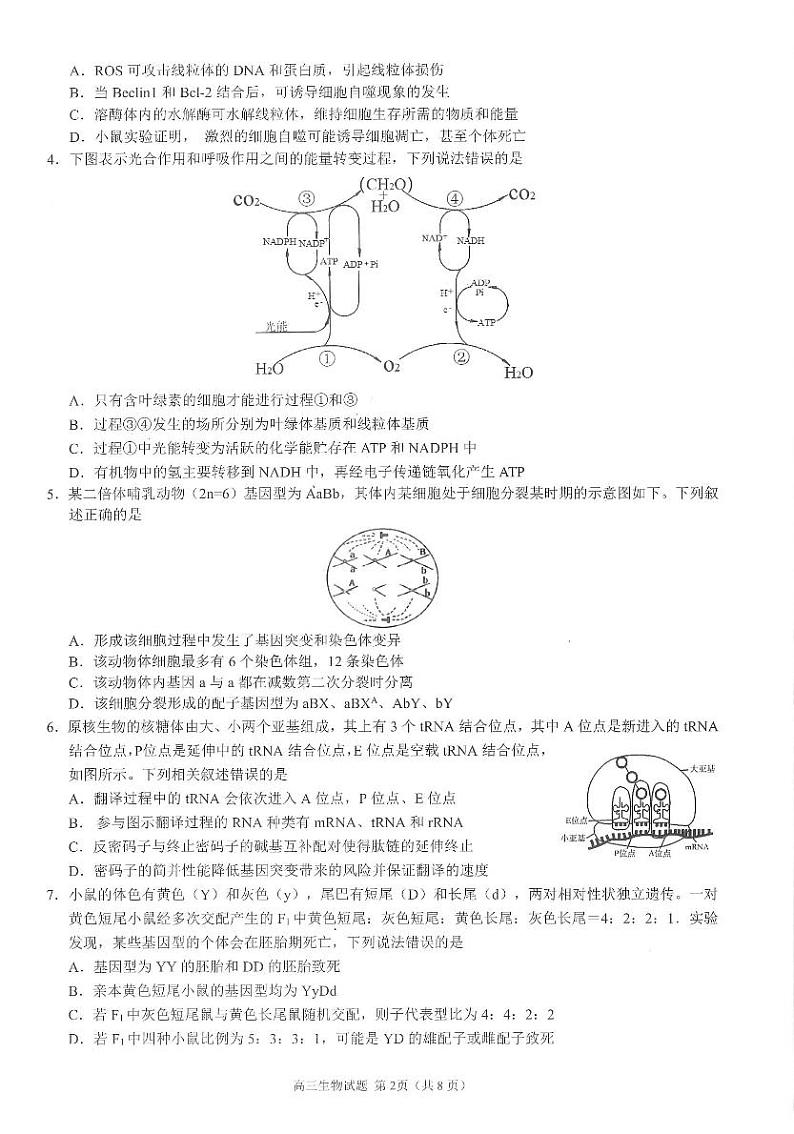 江苏省江浙高中发展共同体2023-2024学年高三上学期10月联考生物第2页