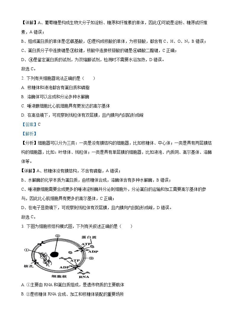 浙江省杭州市四校2023-2024学年高二生物上学期10月联考试题（Word版附解析）02