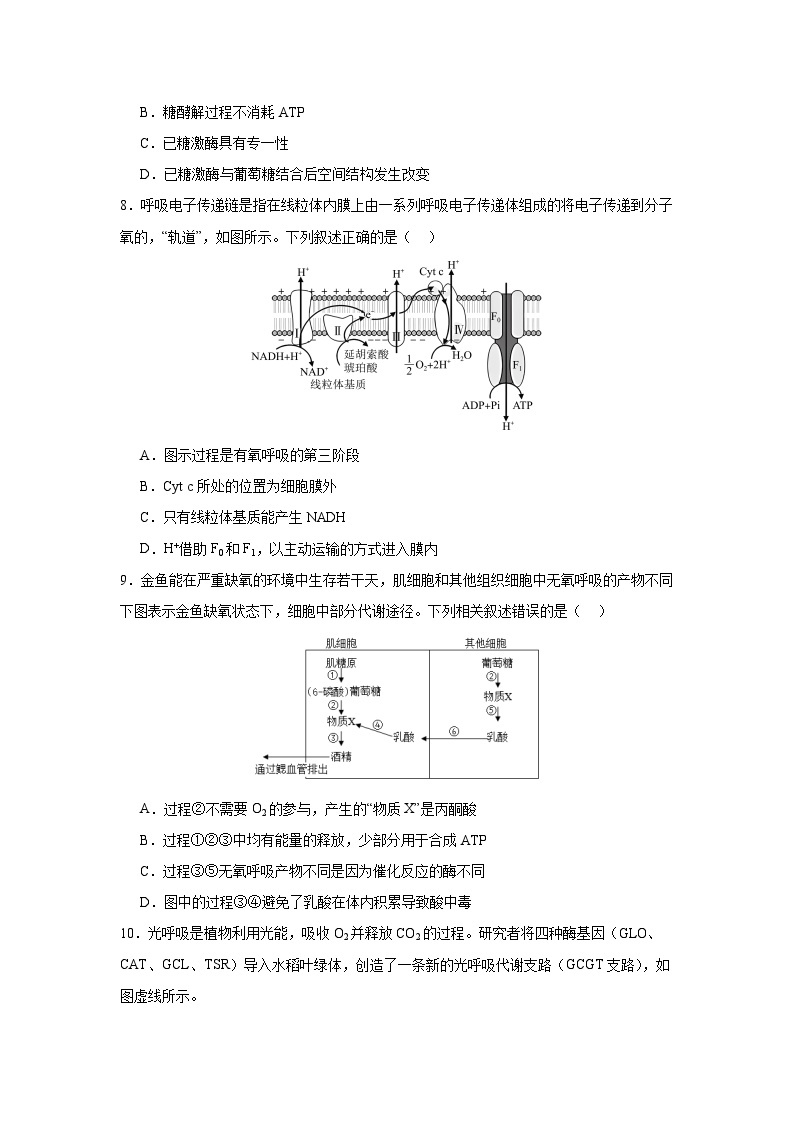 【期中模拟卷】（人教版）2023-2024学年高一上学期生物 必修1 第五章 细胞的能量供应与利用（二) 提升卷.zip03