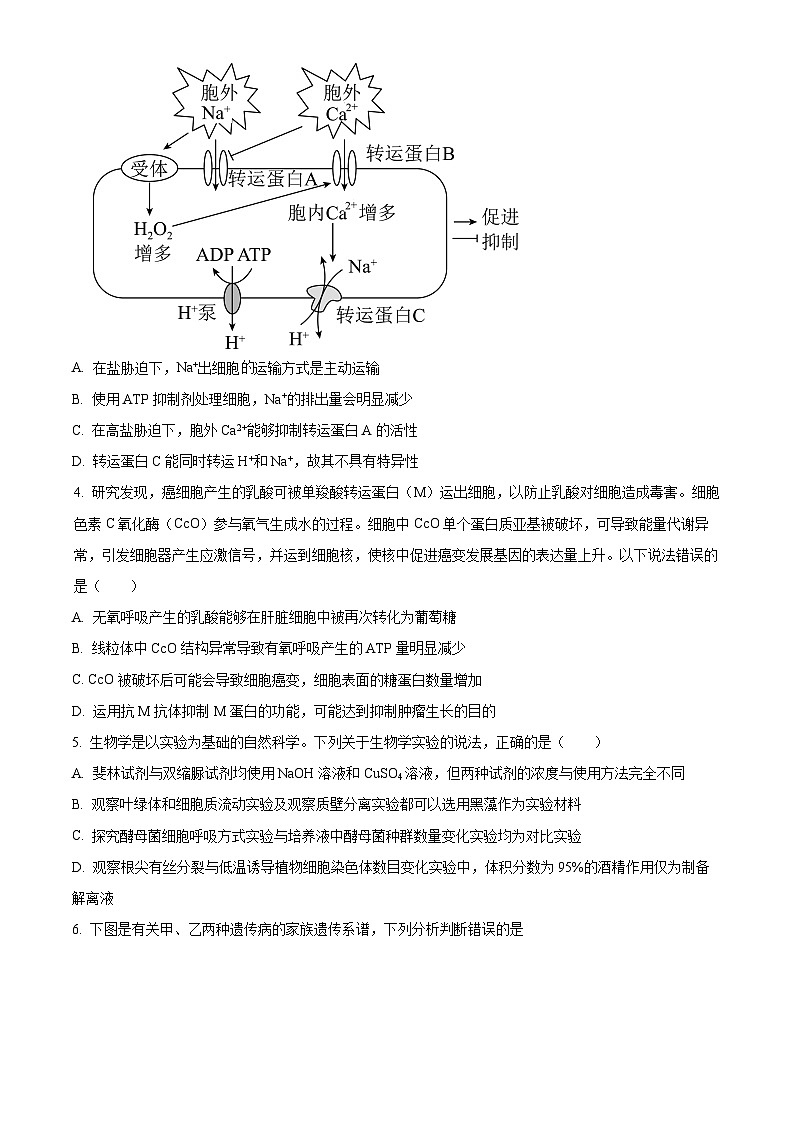 四川省内江市威远中学校2023-2024学年高三上学期第一次月考理综生物试题无答案第2页