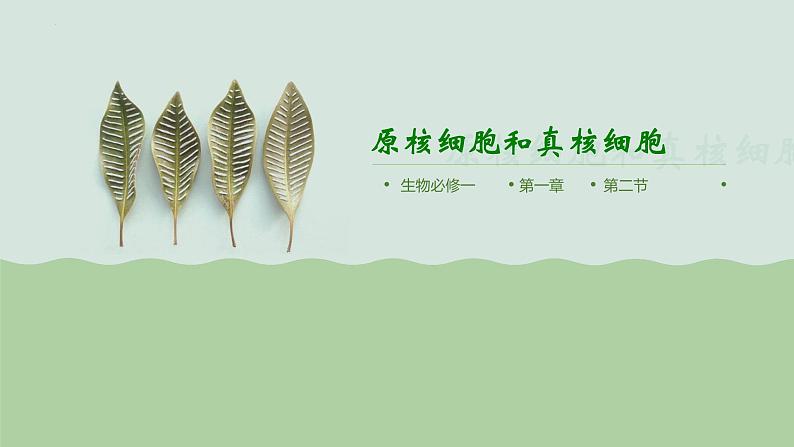 第一章第二节细胞的多样性和统一性课件人教版(2019)高中生物必修101