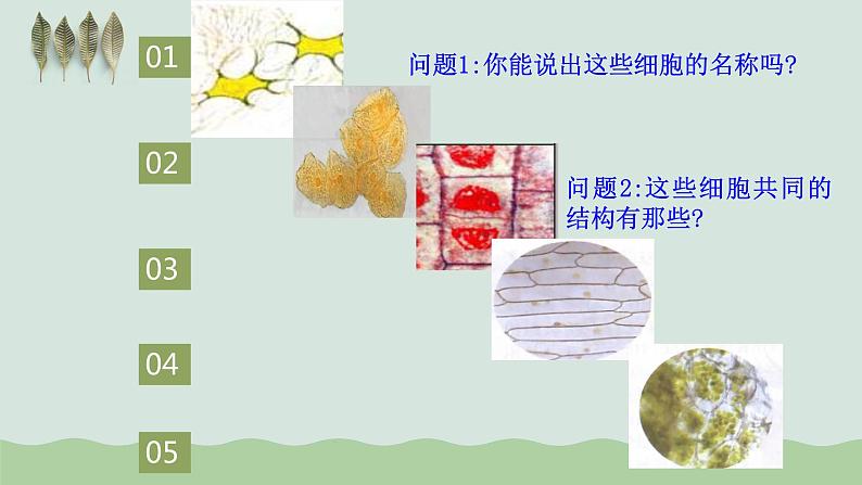 第一章第二节细胞的多样性和统一性课件人教版(2019)高中生物必修102