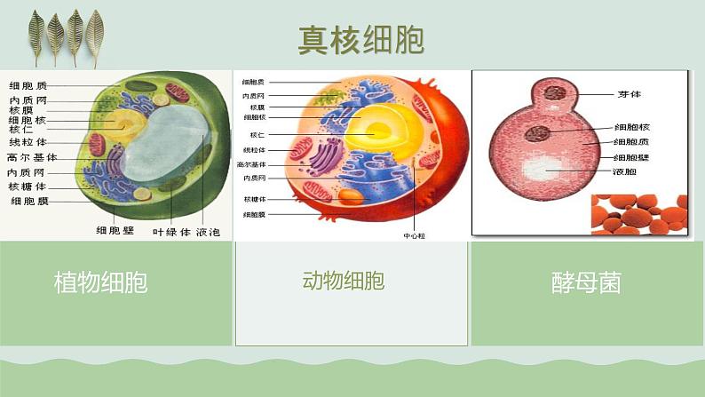 第一章第二节细胞的多样性和统一性课件人教版(2019)高中生物必修103