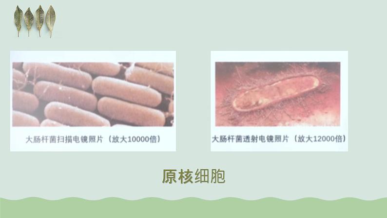 第一章第二节细胞的多样性和统一性课件人教版(2019)高中生物必修104