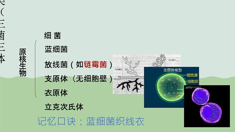 第一章第二节细胞的多样性和统一性课件人教版(2019)高中生物必修107