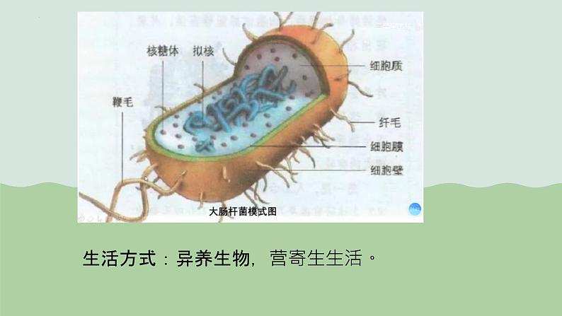 第一章第二节细胞的多样性和统一性课件人教版(2019)高中生物必修108