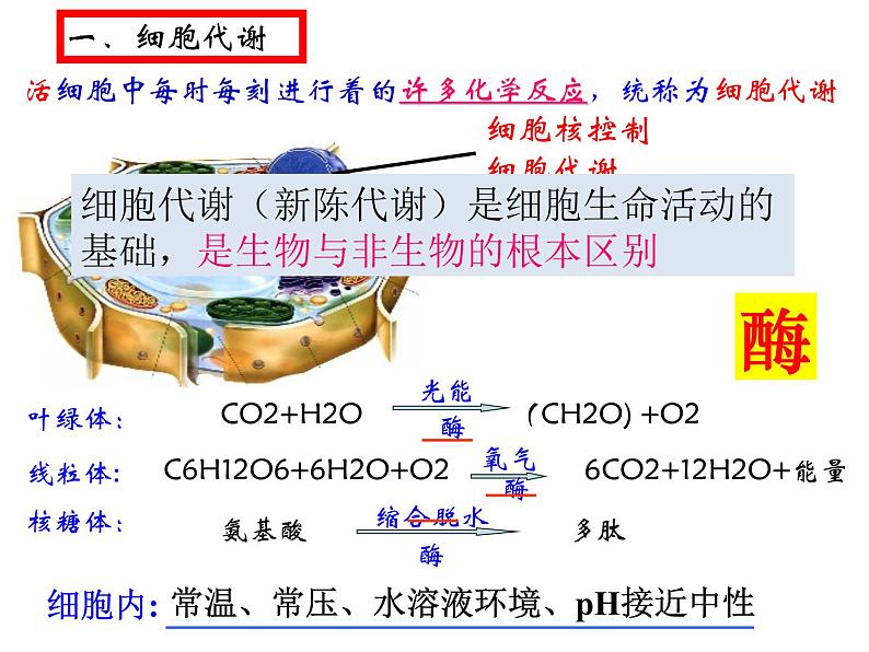 第五章第一节《降低化学反应活化能的酶》课件上人教版(2019)高中生物必修一03
