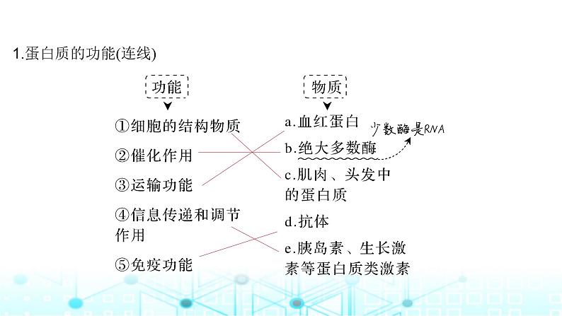 2024届苏教版高中生物一轮复习蛋白质和核酸课件第5页