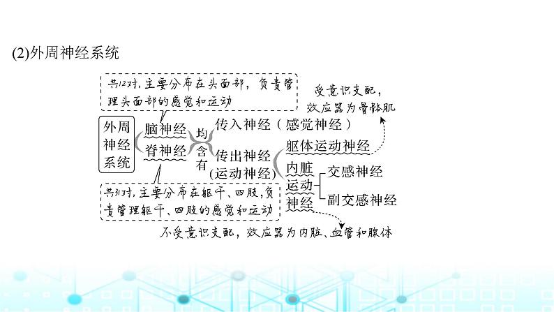 2024届苏教版高中生物一轮复习神经调节的结构基础和基本方式课件第6页