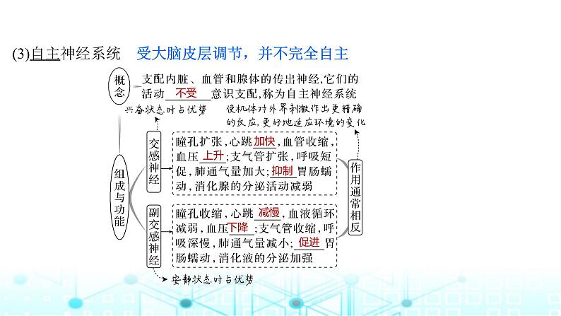 2024届苏教版高中生物一轮复习神经调节的结构基础和基本方式课件第7页