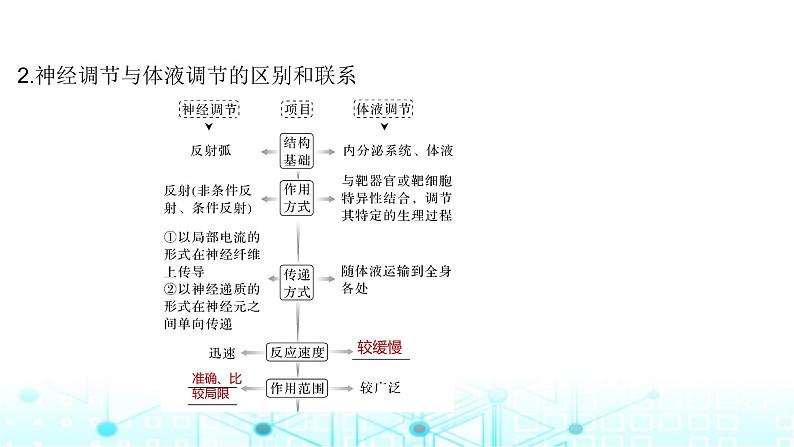 2024届苏教版高中生物一轮复习体液调节与神经调节的关系课件第6页