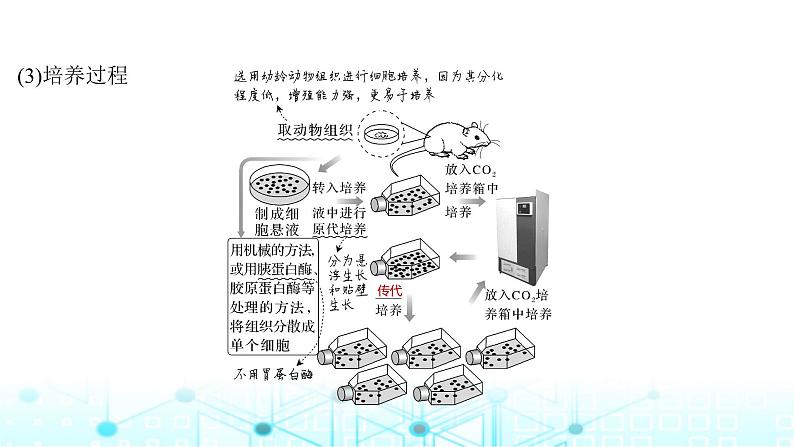 2024届苏教版高中生物一轮复习动物细胞工程课件第6页