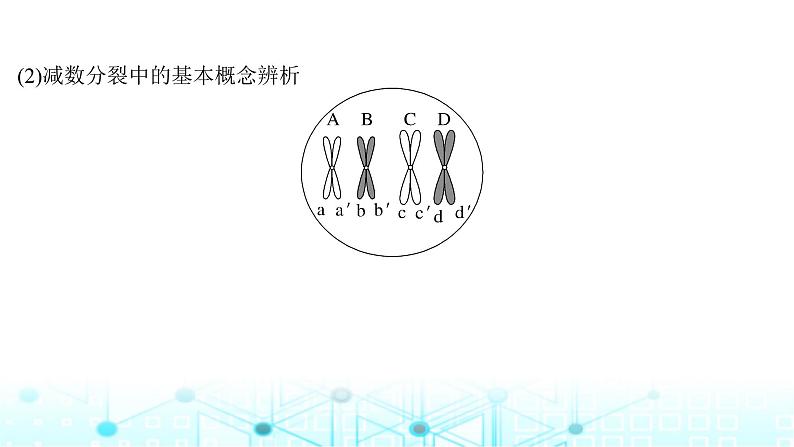 2024届苏教版高中生物一轮复习减数分裂和受精作用课件第6页