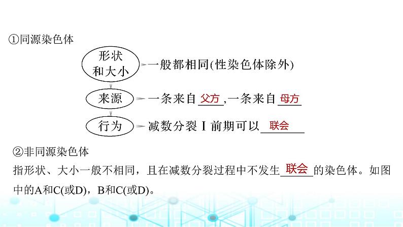 2024届苏教版高中生物一轮复习减数分裂和受精作用课件第7页