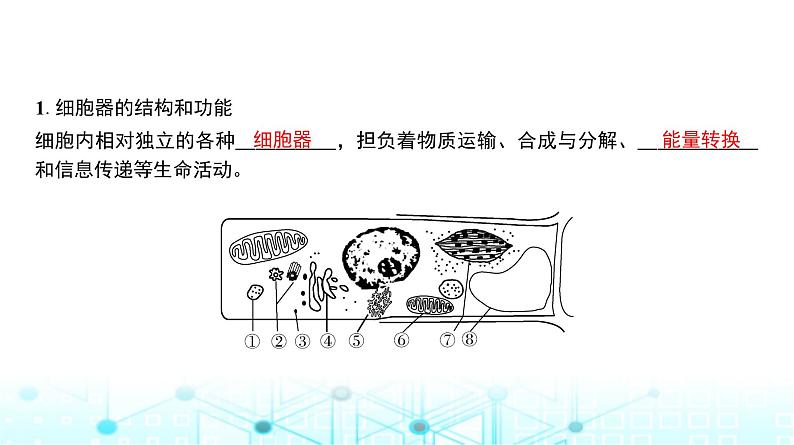 人教版高中生物必修一细胞器与生物膜系统课件第4页