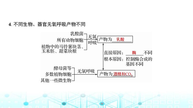人教版高中生物必修一无氧呼吸、细胞呼吸原理的应用课件06
