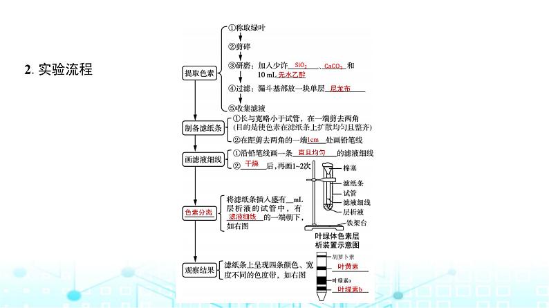 人教版高中生物必修一捕获光能的色素和结构课件第5页