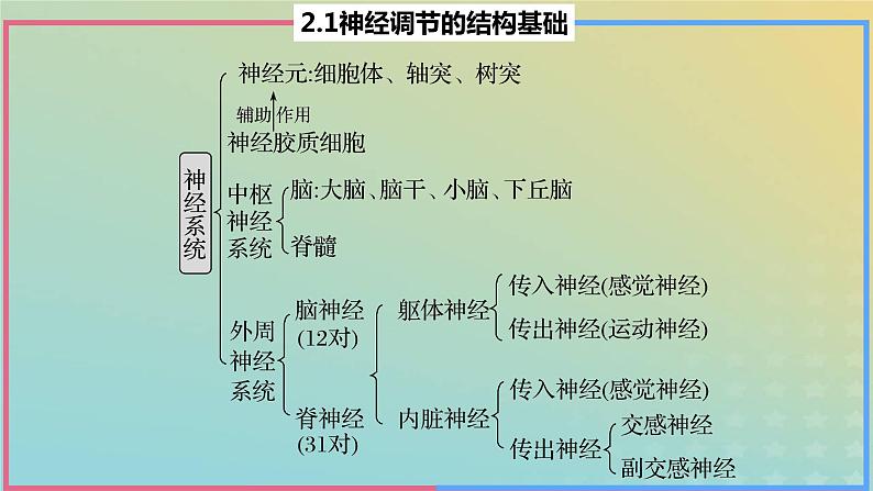 2023_2024学年同步备课精选高中生物2.1神经调节的结构基础课件新人教版选择性必修1第3页