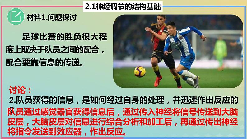 2023_2024学年同步备课精选高中生物2.1神经调节的结构基础课件新人教版选择性必修1第5页
