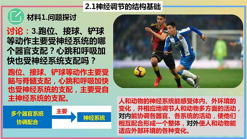 2023_2024学年同步备课精选高中生物2.1神经调节的结构基础课件新人教版选择性必修1第6页