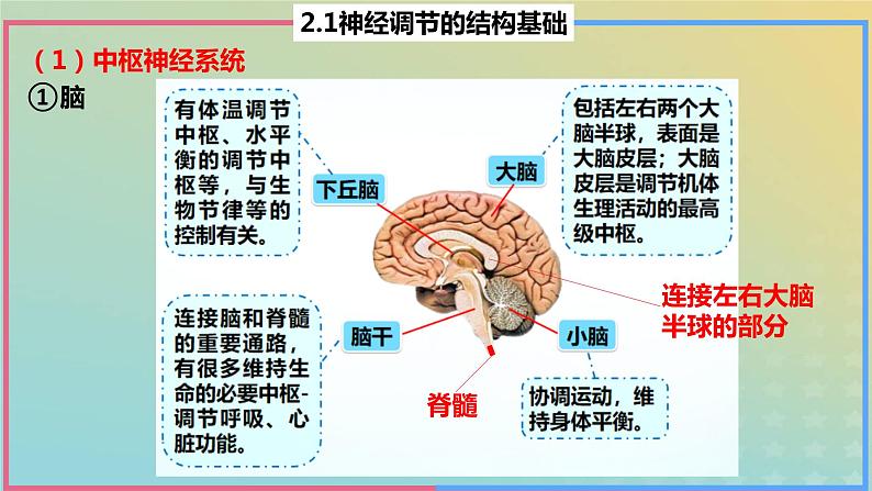 2023_2024学年同步备课精选高中生物2.1神经调节的结构基础课件新人教版选择性必修1第8页