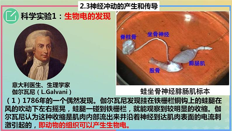 2023_2024学年同步备课精选高中生物2.3神经冲动的产生与传导第1课时课件新人教版选择性必修1第4页
