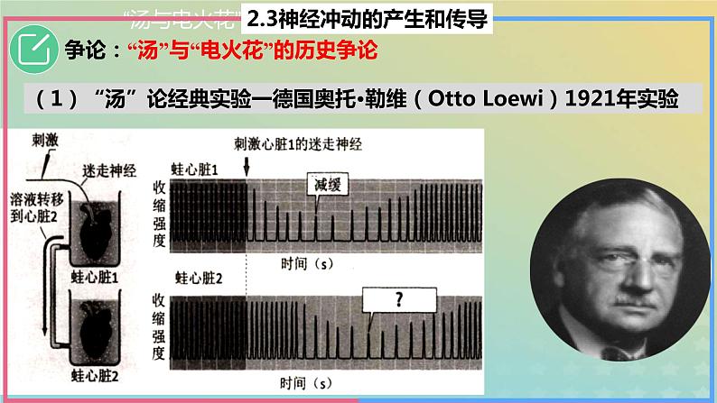 2023_2024学年同步备课精选高中生物2.3神经冲动的产生与传导第2课时课件新人教版选择性必修108