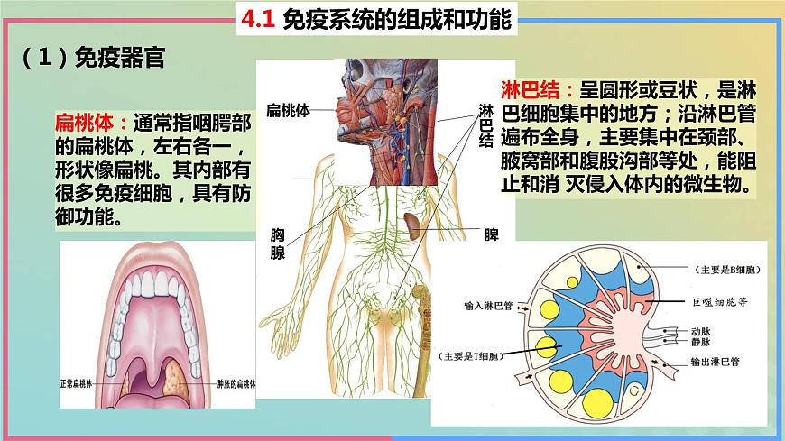 2023_2024學(xué)年同步備課精選高中生物4.1免疫系統(tǒng)的組成和功能課件新人教版選擇性必修1第7頁