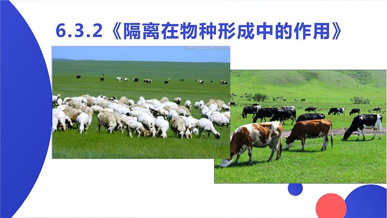 6.3.2《隔离在物种形成中的作用》。pptx第1页