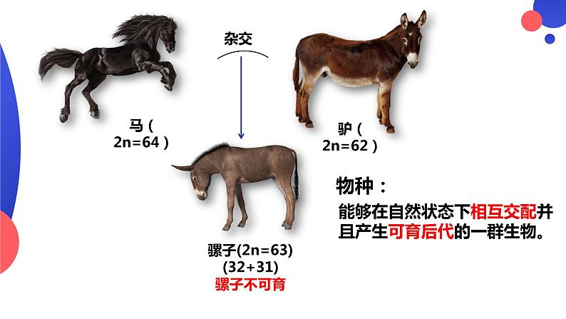 6.3.2《隔离在物种形成中的作用》。pptx第3页