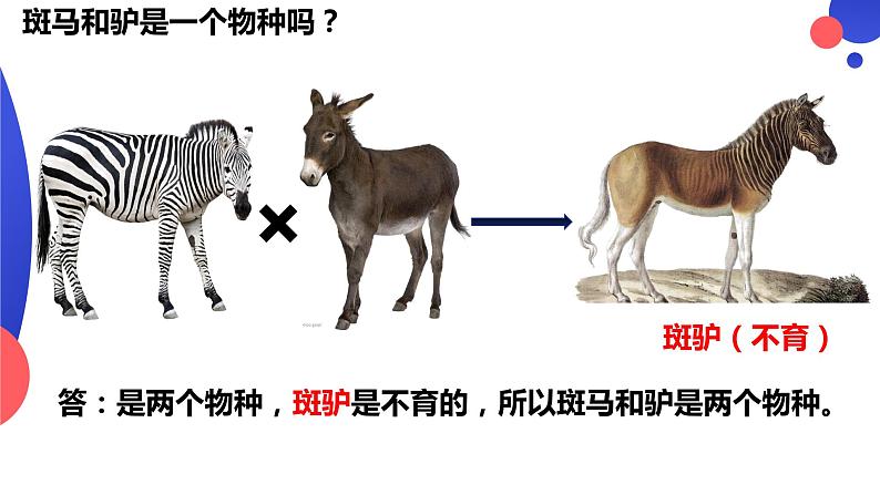 6.3.2《隔离在物种形成中的作用》。pptx第4页