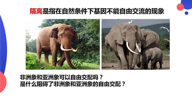 6.3.2《隔离在物种形成中的作用》。pptx第8页
