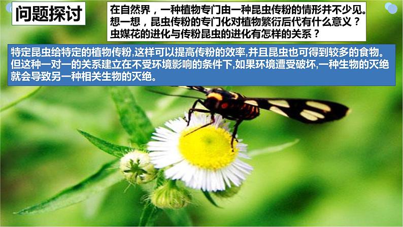 6.4《协同进化与生物多样性的形成》。。课件PPT第3页