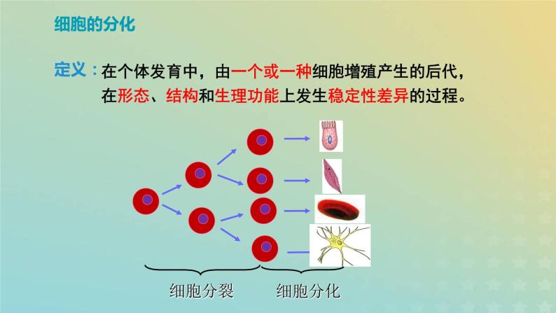 新教材2023年秋高中生物6.2细胞的分化课件新人教版必修103