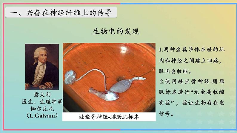 新教材2023年秋高中生物2.3神经冲动的产生和传导第1课时课件新人教版选择性必修107