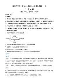重庆市西南大学附属中学2023-2024学年高二生物上学期10月阶段性检测试题（Word版附解析）