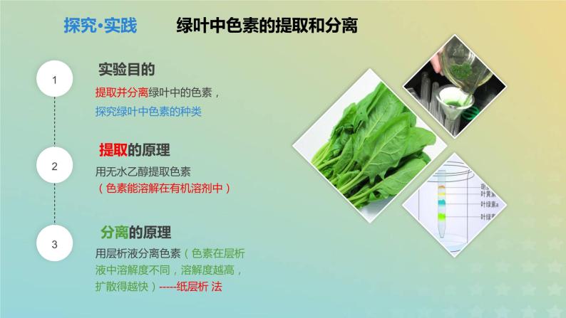 新教材2023年秋高中生物5.4光合作用与能量转化课件新人教版必修106