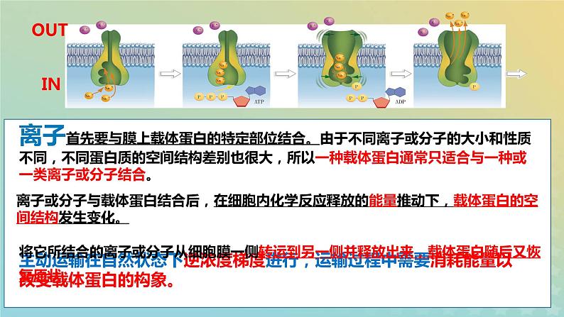 新教材2023年秋高中生物4.2主动运输与胞吞胞吐课件新人教版必修1第4页