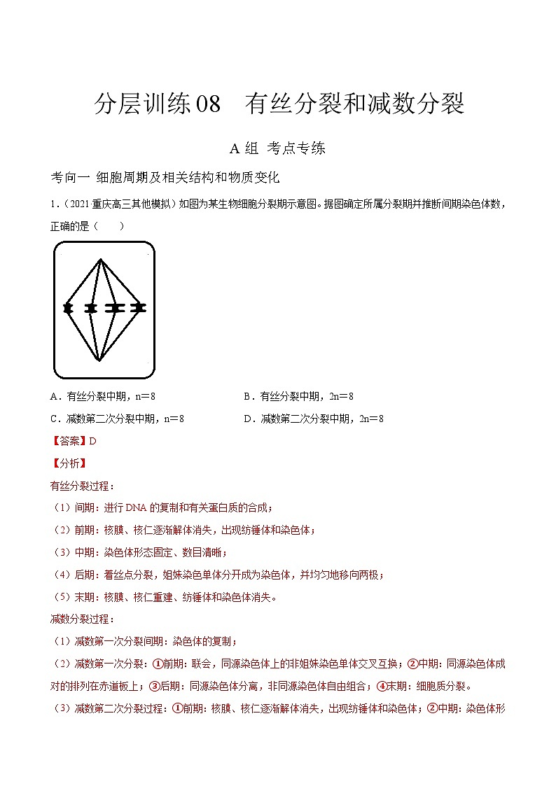 新高考生物二轮复习分层训练08 有丝分裂和减数分裂(解析版)01