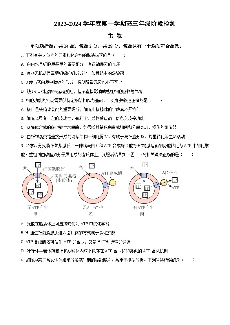 2024江苏省海安高级中学高三上学期10月月考试题生物含解析01