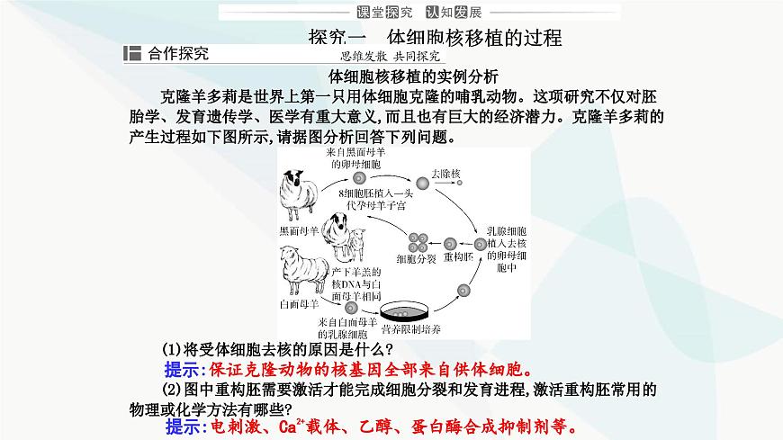 人教版高中生物選擇性必修3第2章細(xì)胞工程第2節(jié)第3課時(shí)動(dòng)物體細(xì)胞核移植技術(shù)和克隆動(dòng)物課件第6頁