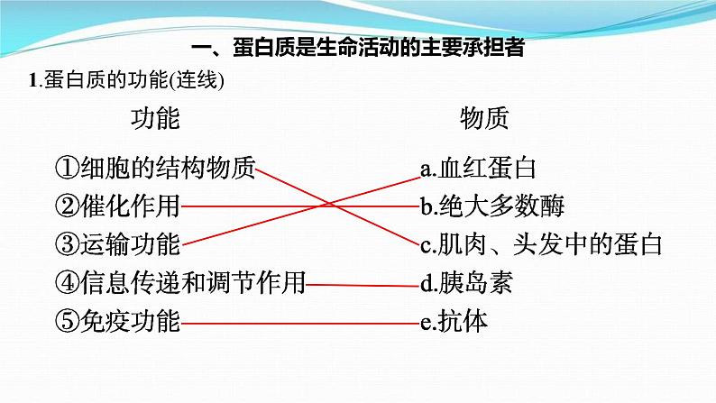新高考生物一轮复习讲练课件:第3讲 蛋白质和核酸(含解析)03