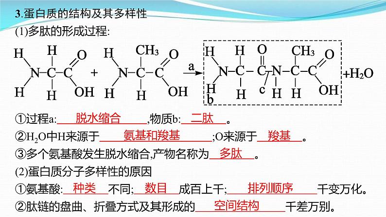 新高考生物一轮复习讲练课件:第3讲 蛋白质和核酸(含解析)05