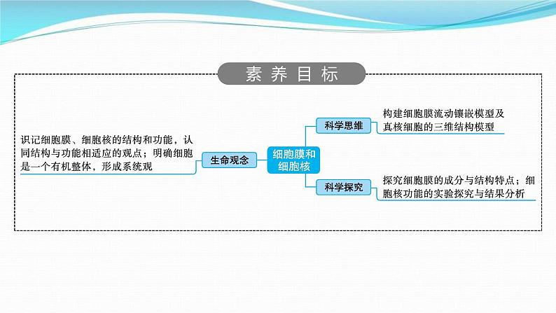 新高考生物一轮复习讲练课件:第4讲 细胞膜和细胞核(含解析)02