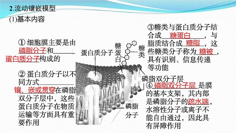 新高考生物一轮复习讲练课件:第4讲 细胞膜和细胞核(含解析)04